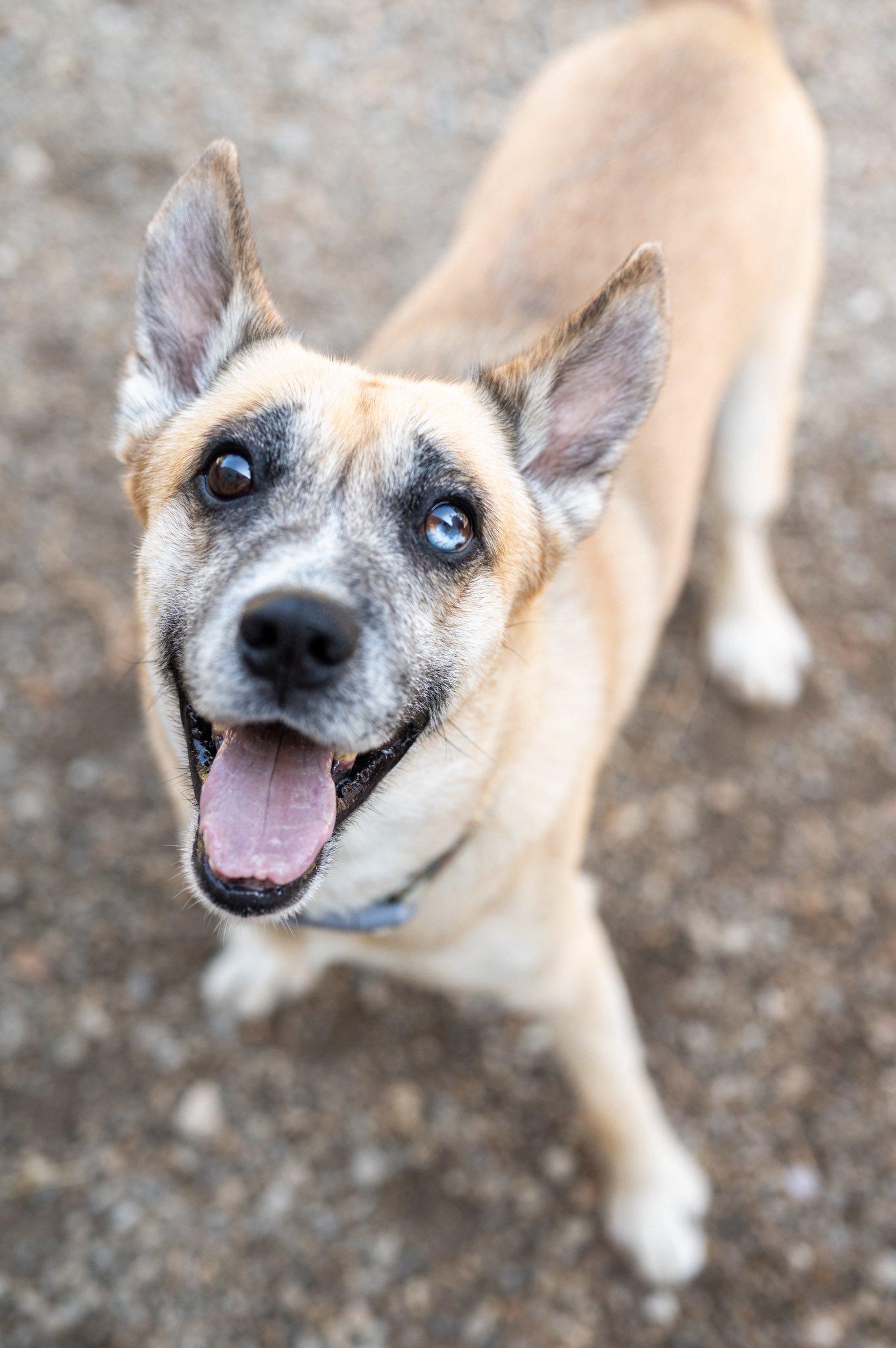 Enlarge Drake, a Adoptable mixed breed in Indianapolis, IN image 2/6