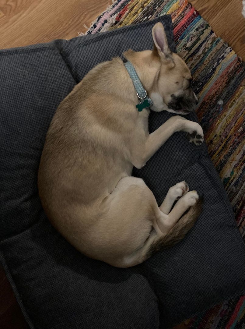 Enlarge Drake, a Adoptable mixed breed in Indianapolis, IN image 6/6