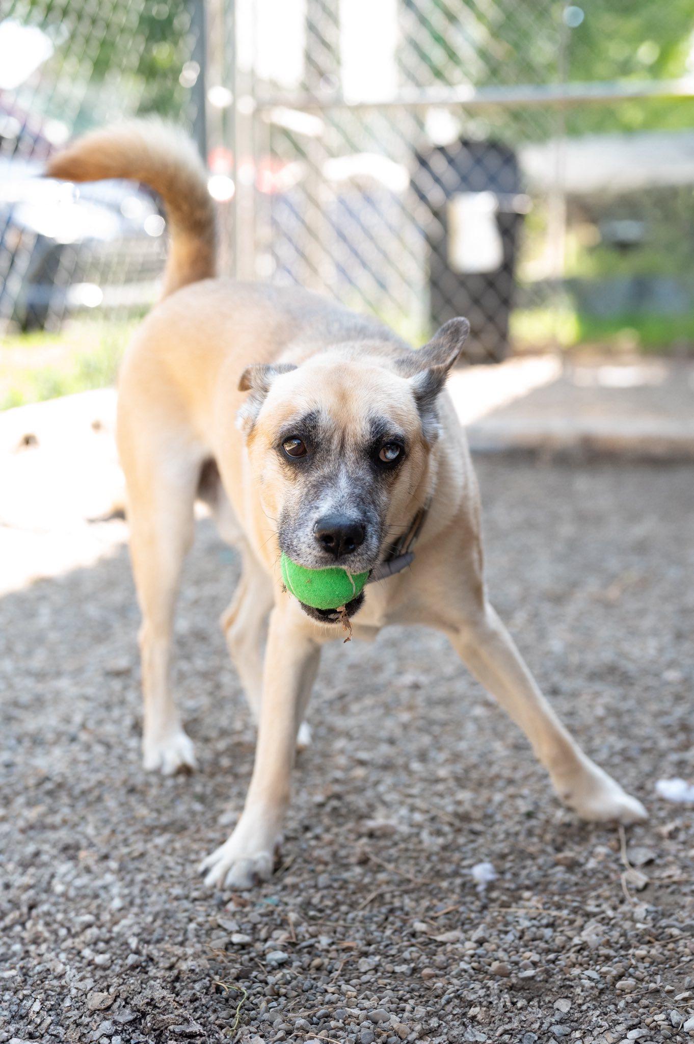 Enlarge Drake, a Adoptable mixed breed in Indianapolis, IN image 3/6