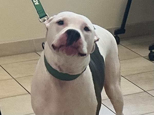 Ace Aka Joey, Adoptable, Adult Male Dogo Argentino.