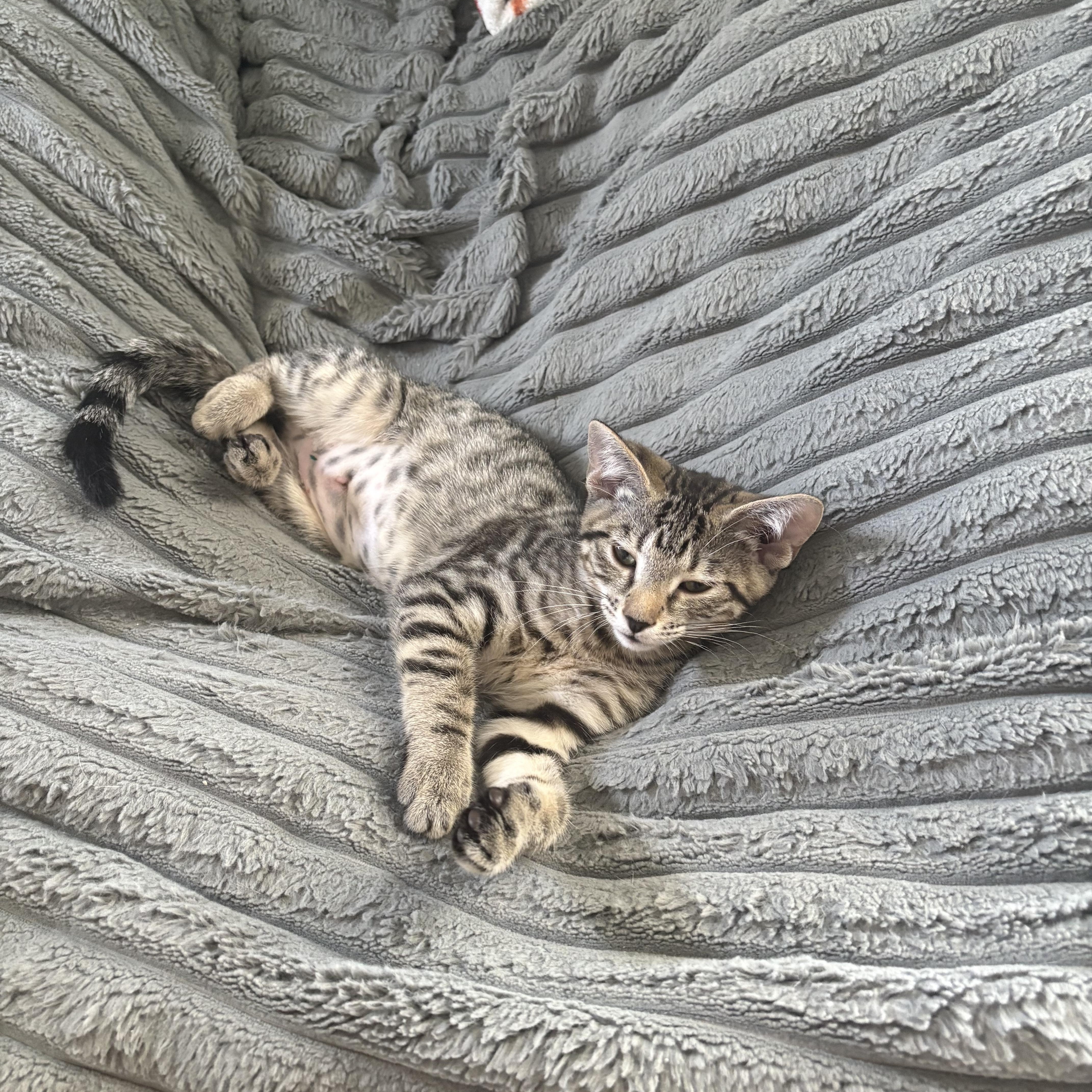 Raita, an adopted Domestic Short Hair in Warminster, PA image 2/2