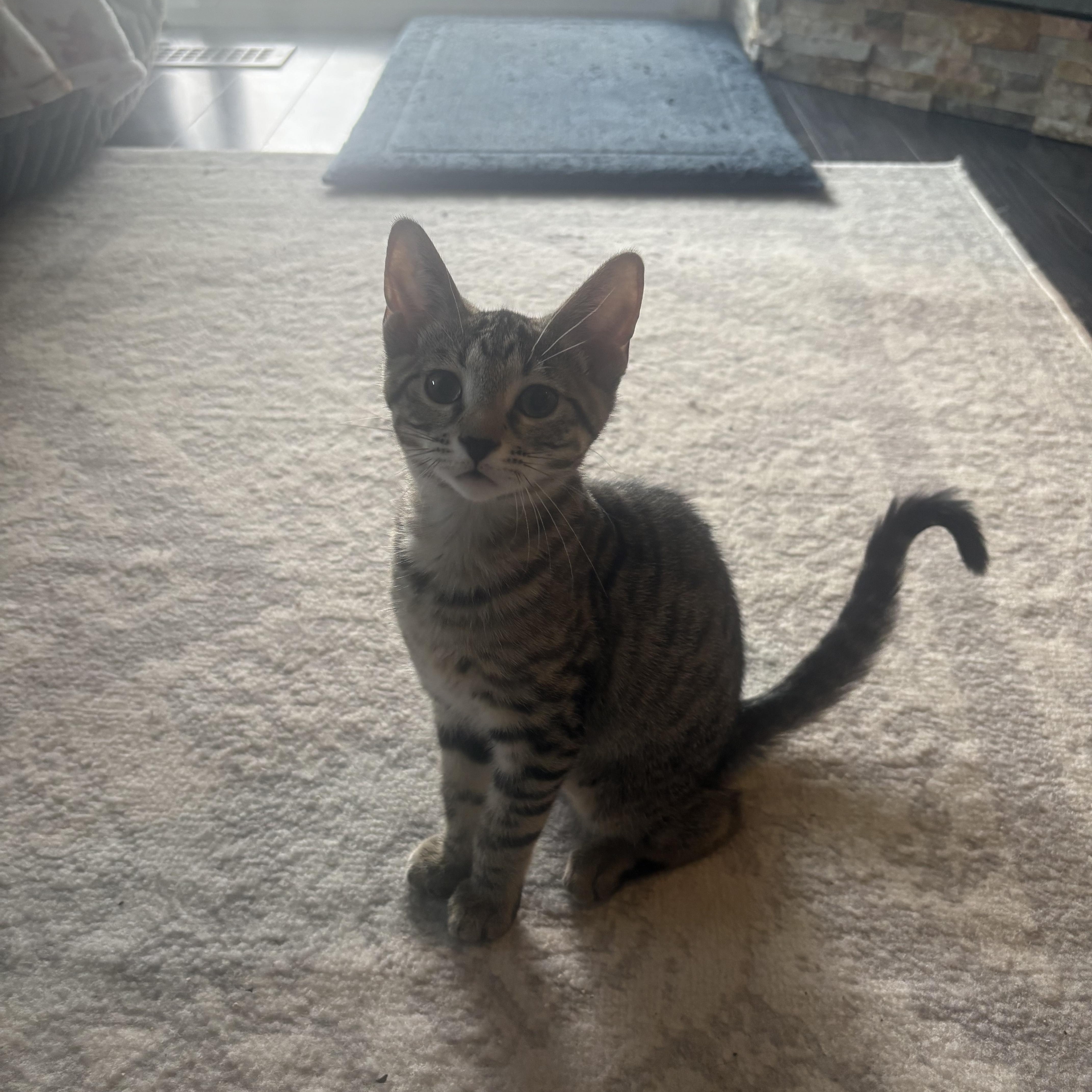 Raita, adopted, Kitten Female Domestic Short Hair.