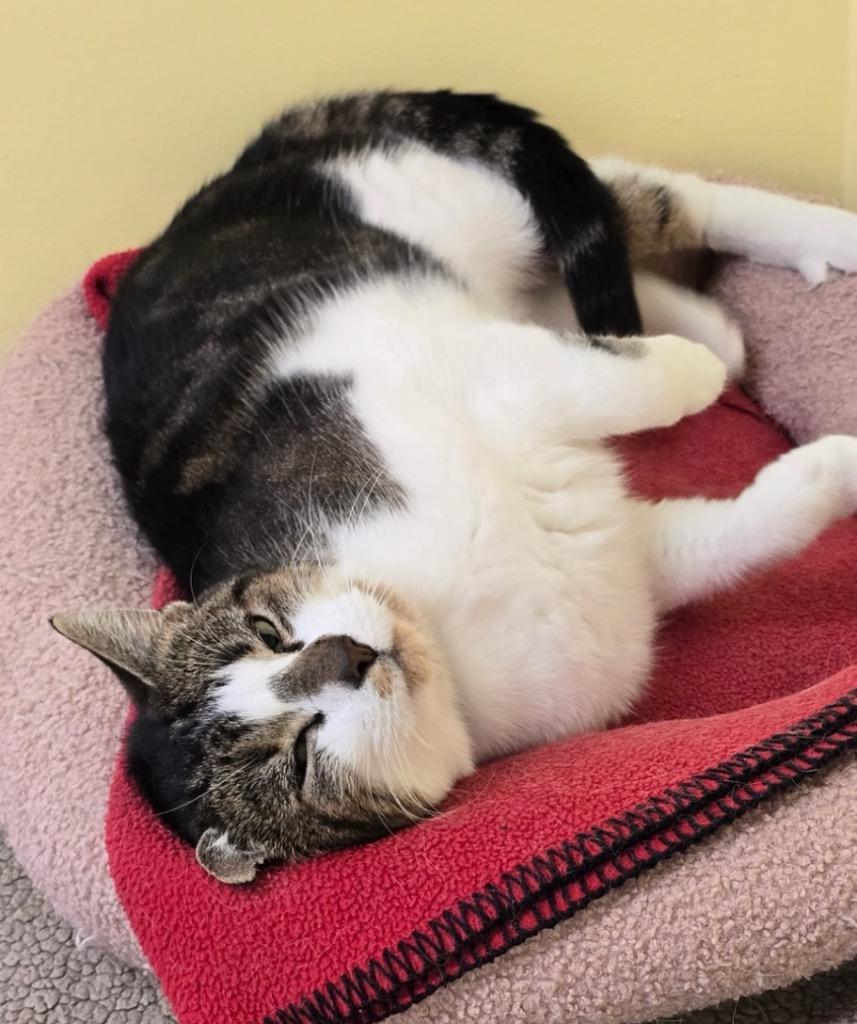 Enlarge SIDNEY, a Adoptable mixed breed in Muskegon, MI image 1/5