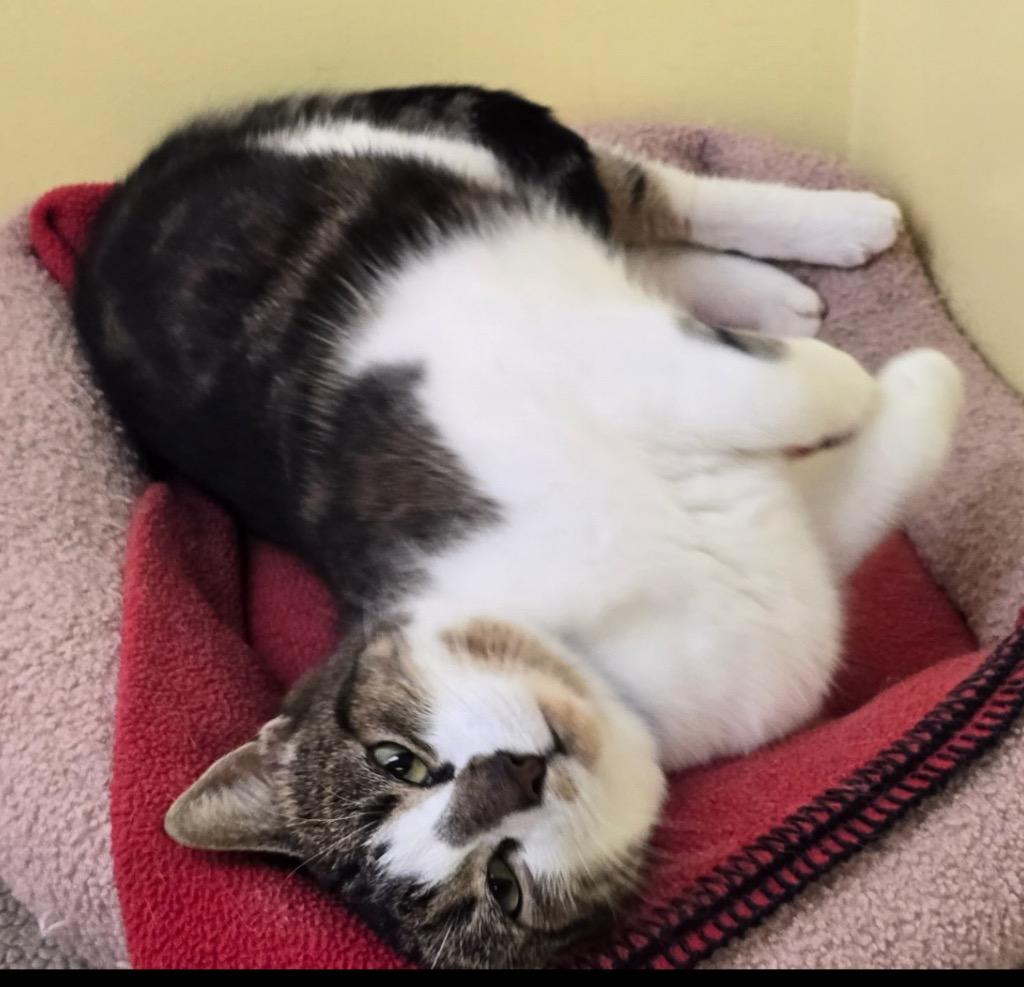 Enlarge SIDNEY, a Adoptable mixed breed in Muskegon, MI image 2/5