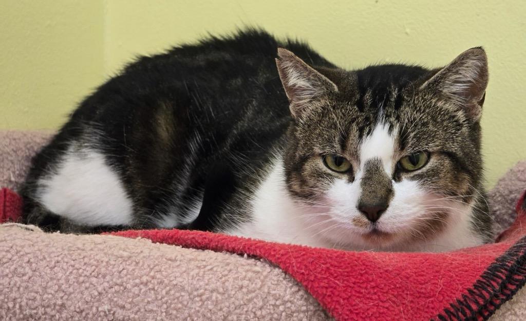 Enlarge SIDNEY, a Adoptable mixed breed in Muskegon, MI image 3/5