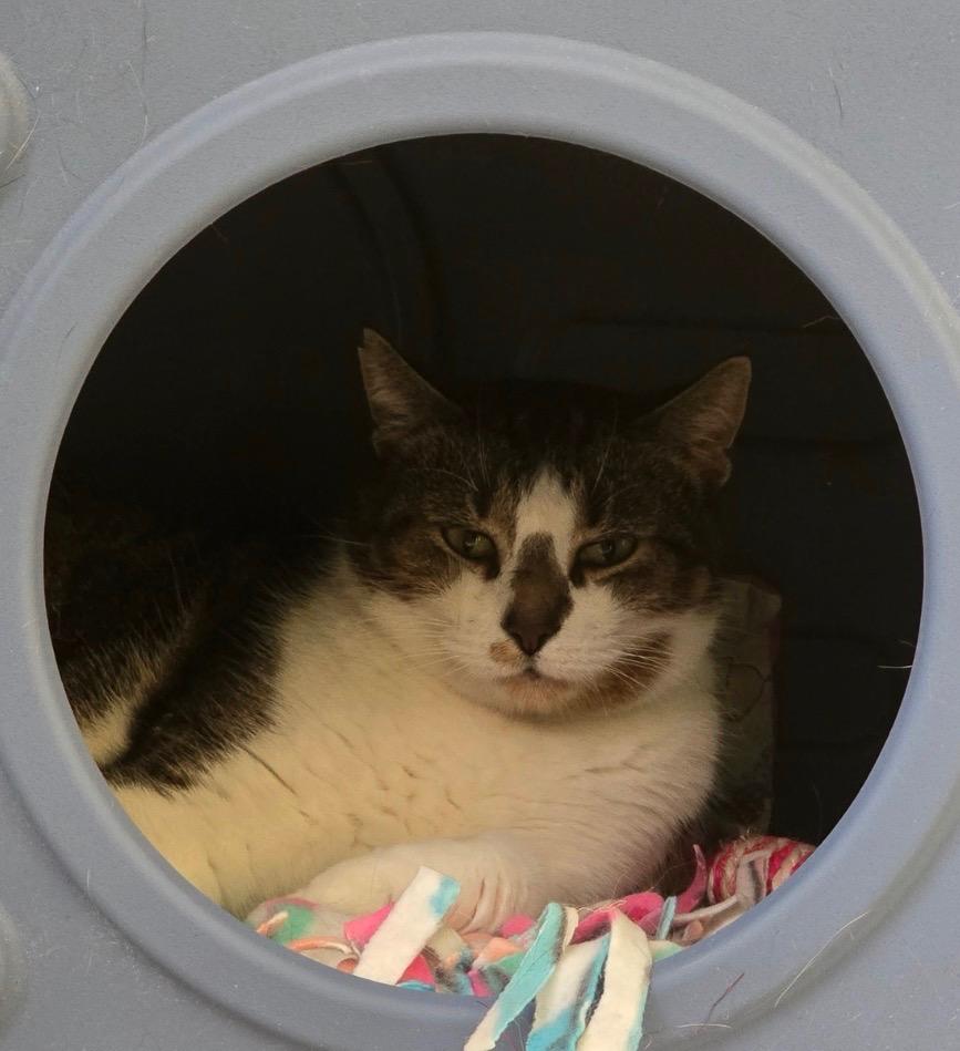 Enlarge SIDNEY, a Adoptable mixed breed in Muskegon, MI image 4/6