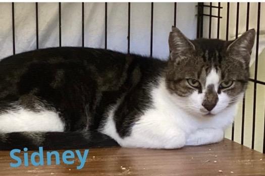 Enlarge SIDNEY, a Adoptable mixed breed in Muskegon, MI image 4/5