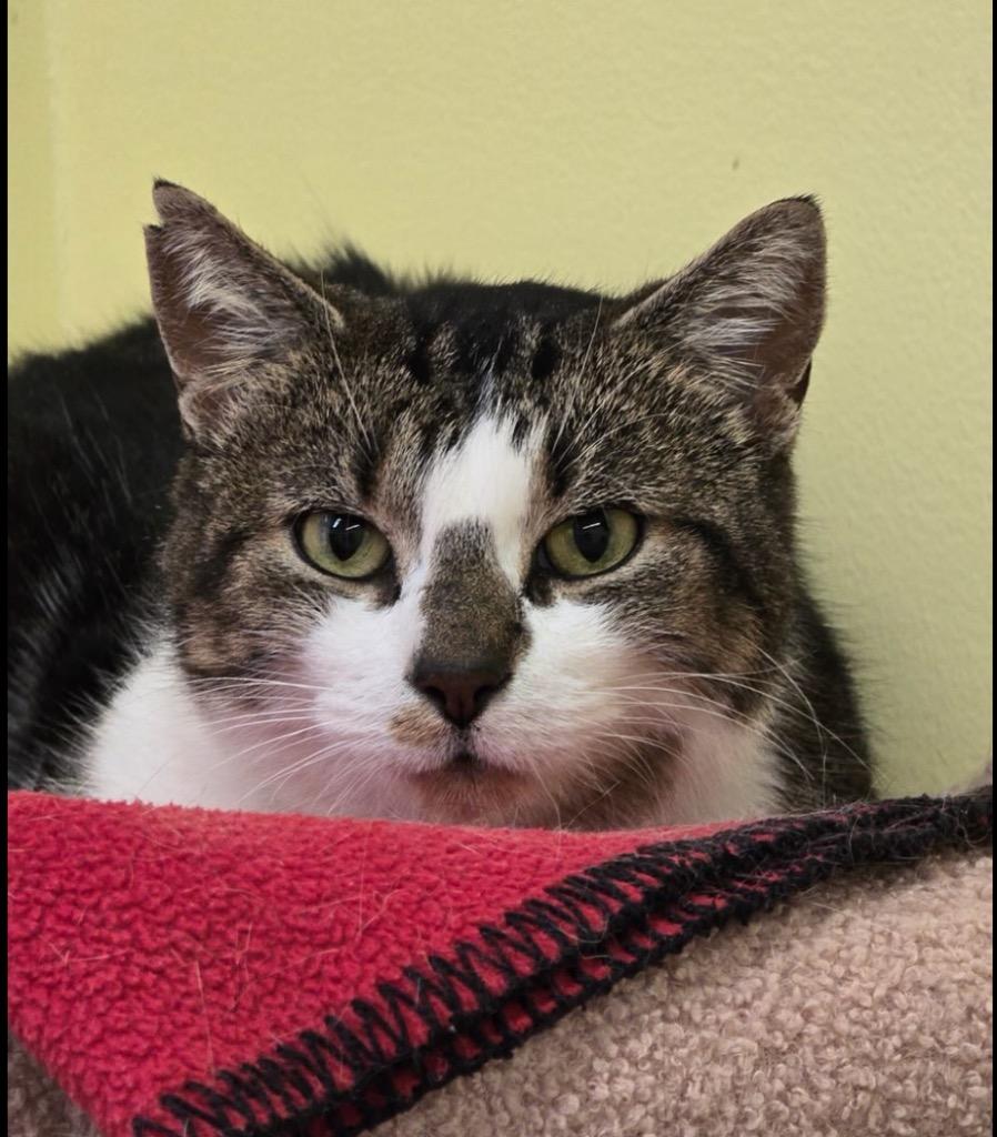 Enlarge SIDNEY, a Adoptable mixed breed in Muskegon, MI image 5/5