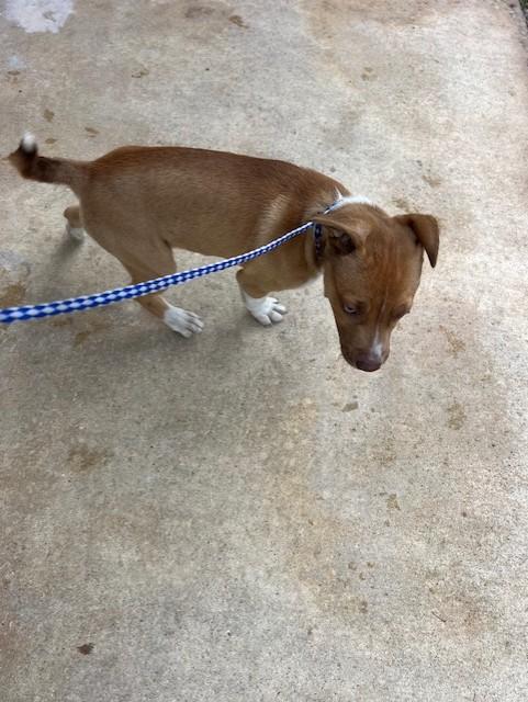 Enlarge Munchie, a ADOPTABLE mixed breed in Rocky Mount, NC image 3/3