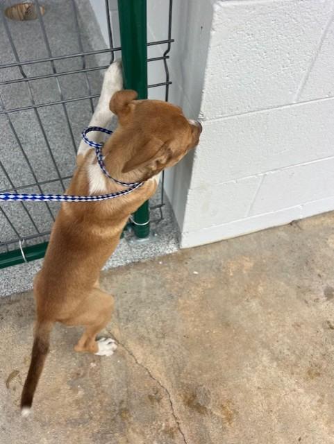 Enlarge Munchie, a ADOPTABLE mixed breed in Rocky Mount, NC image 1/3