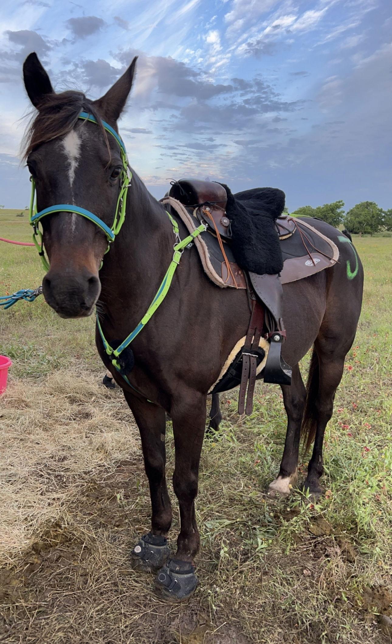 Enlarge Blackjack, a Adoptable Arabian in Garland, TX image 1/1