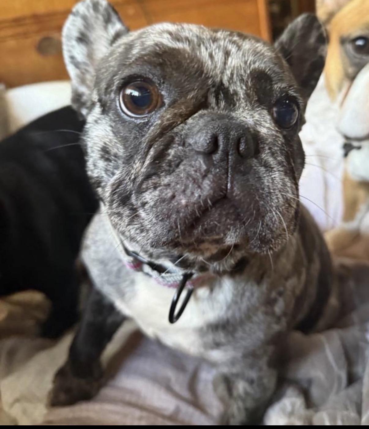 Dottie, an adopted French Bulldog in Tarzana, CA image 1/5