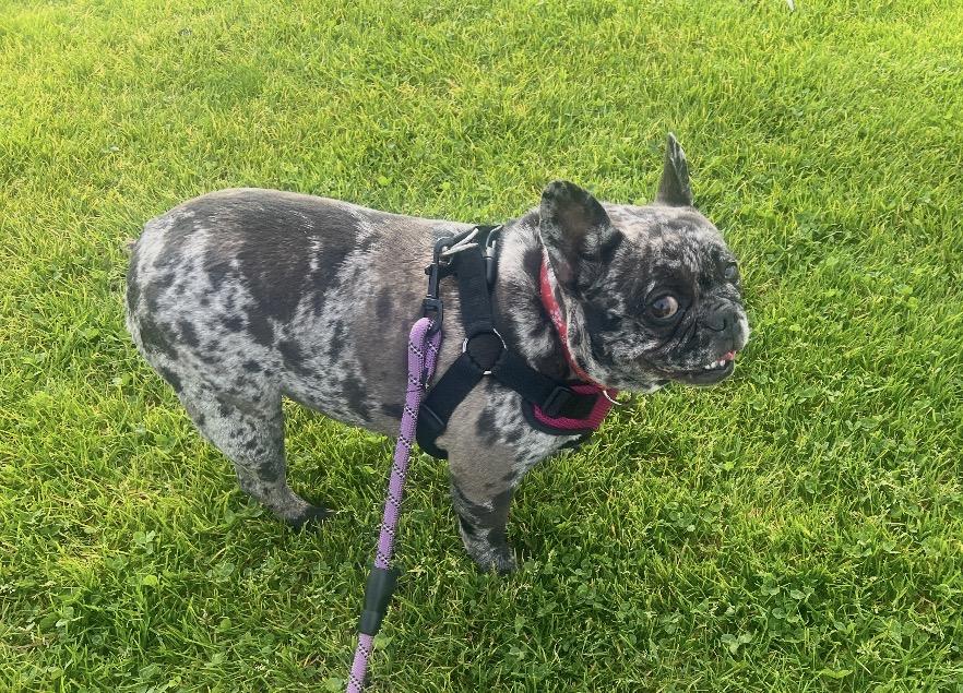 Dottie, an adopted French Bulldog in Tarzana, CA image 5/5