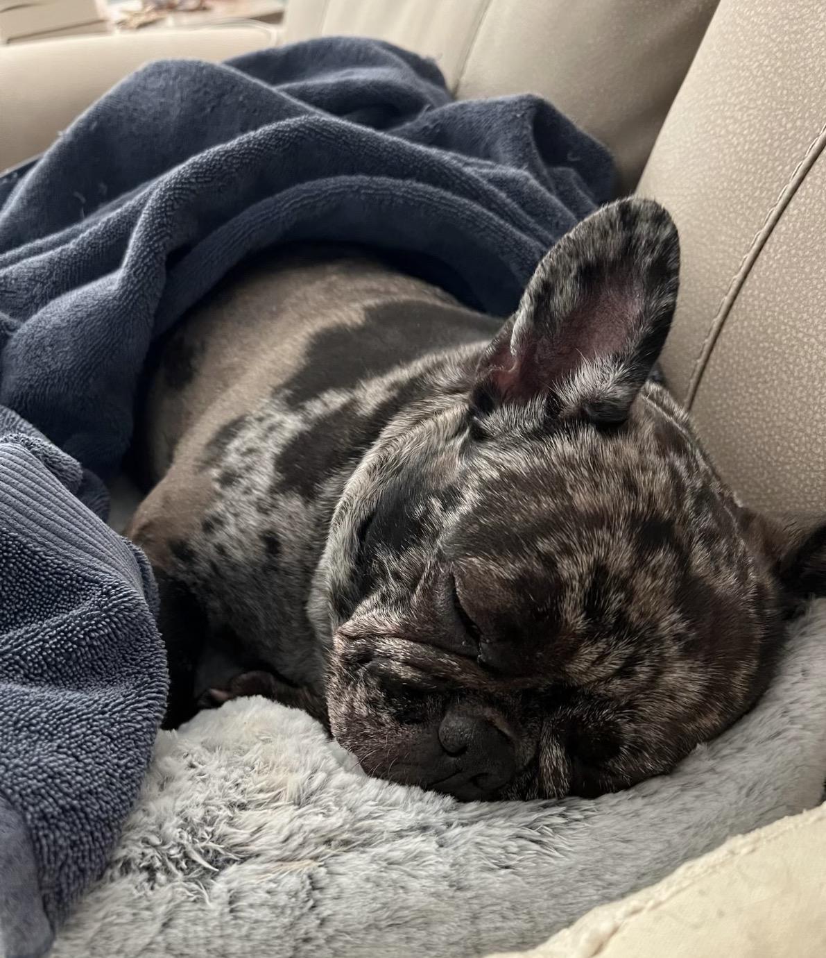 Dottie, an adopted French Bulldog in Tarzana, CA image 3/5