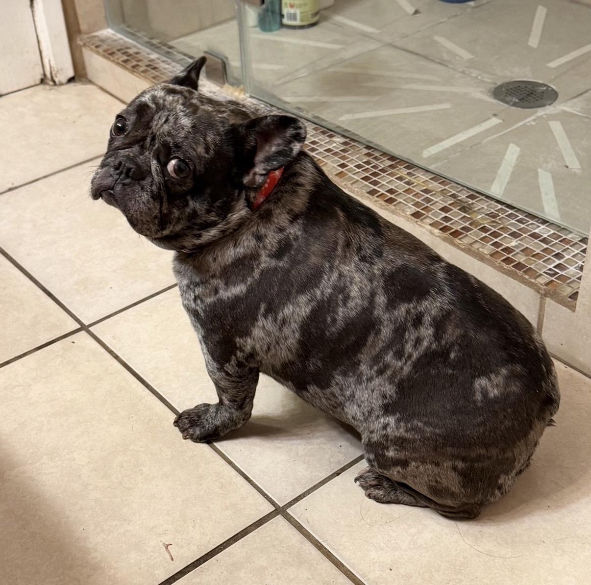 Dottie, an adopted French Bulldog in Tarzana, CA image 2/5