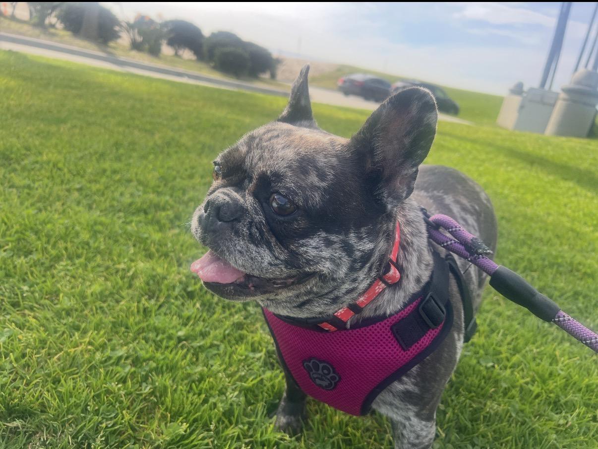 Dottie, an adopted French Bulldog in Tarzana, CA image 4/5