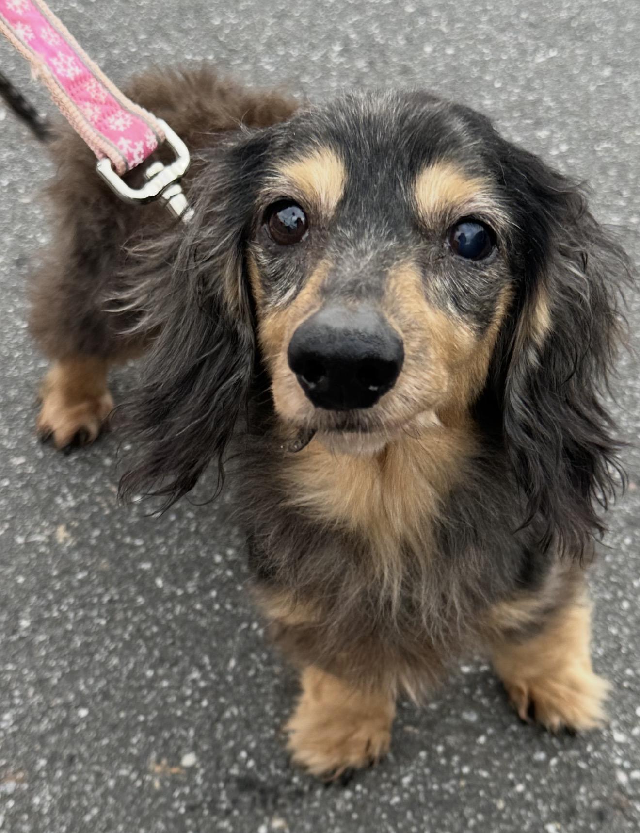 Bodie, ADOPTABLE, Senior Male Dachshund.