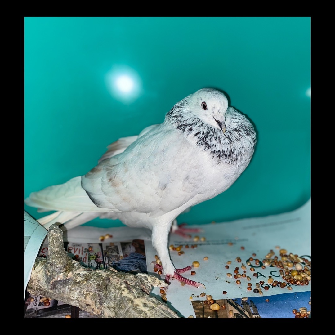Smudge , Adoptable, Adult Male Pigeon.