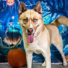 Sitka, a Adoptable mixed breed in Visalia, CA image 2/9