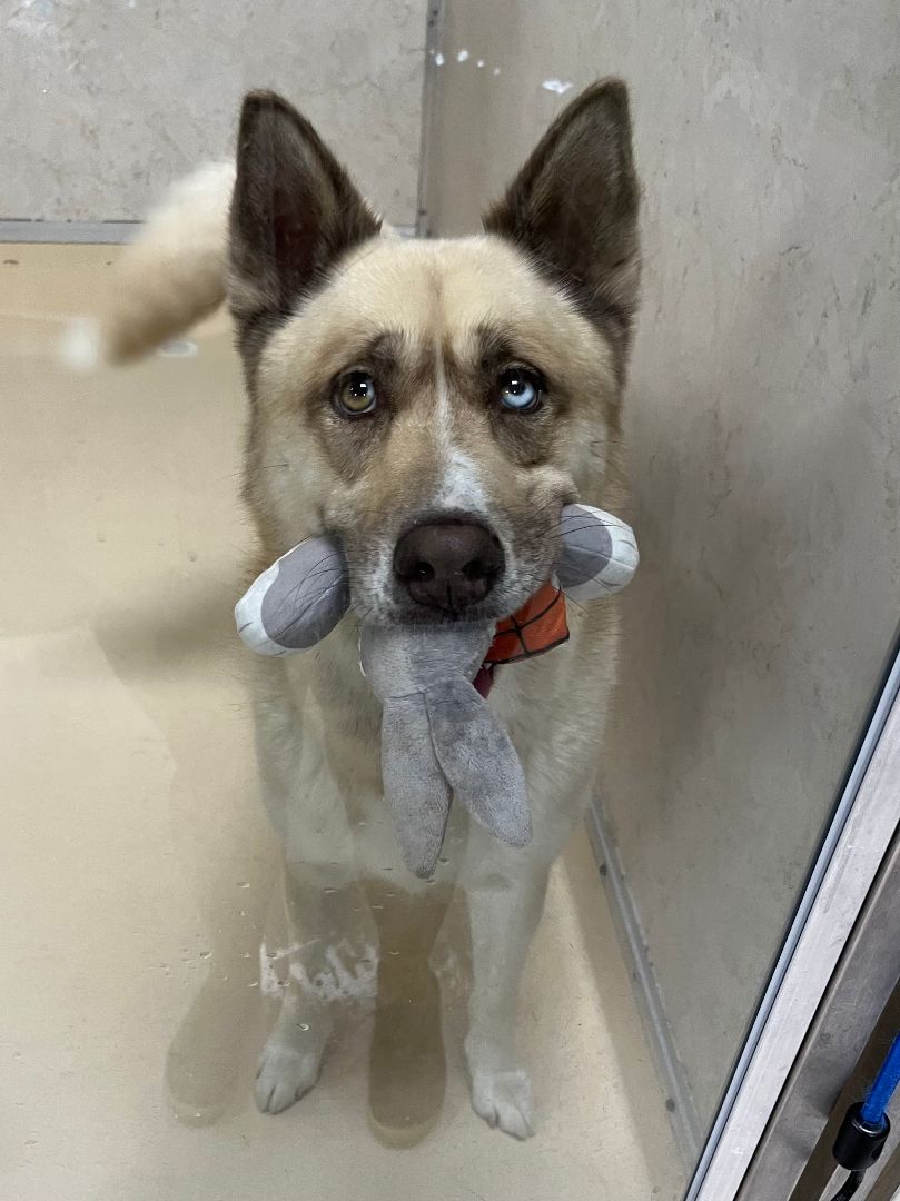 Sitka, a Adoptable mixed breed in Visalia, CA image 3/9