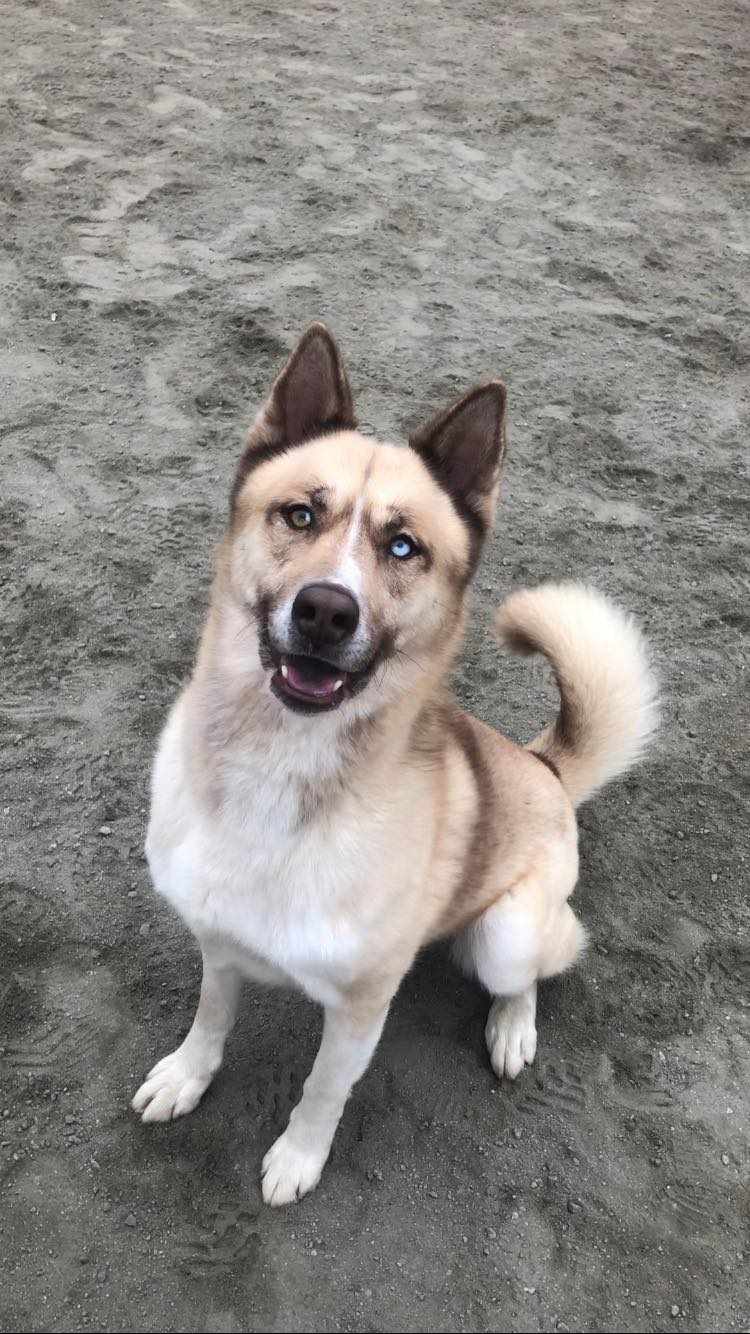 Sitka, a Adoptable mixed breed in Visalia, CA image 4/9