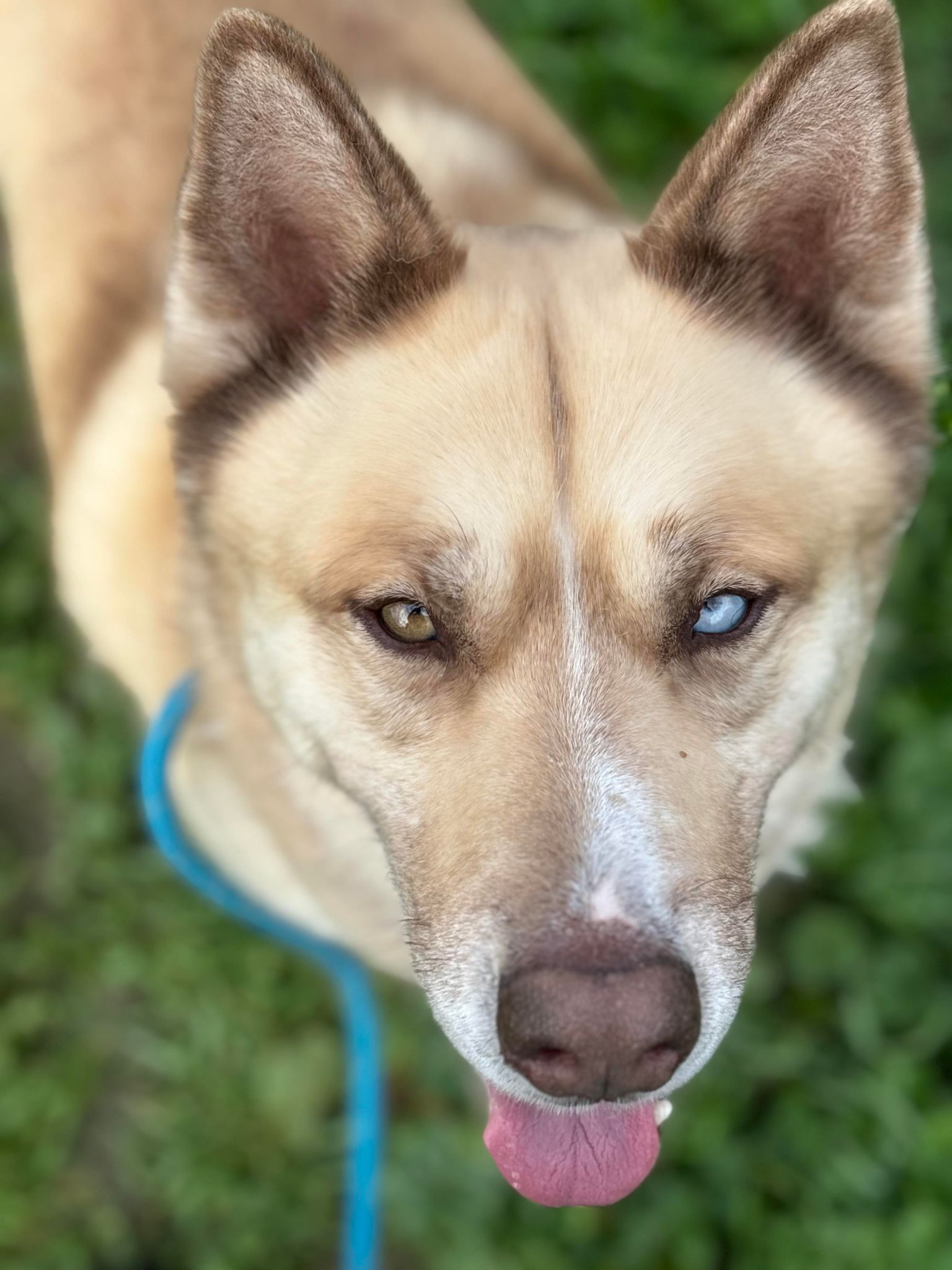 Sitka, a Adoptable mixed breed in Visalia, CA image 5/9