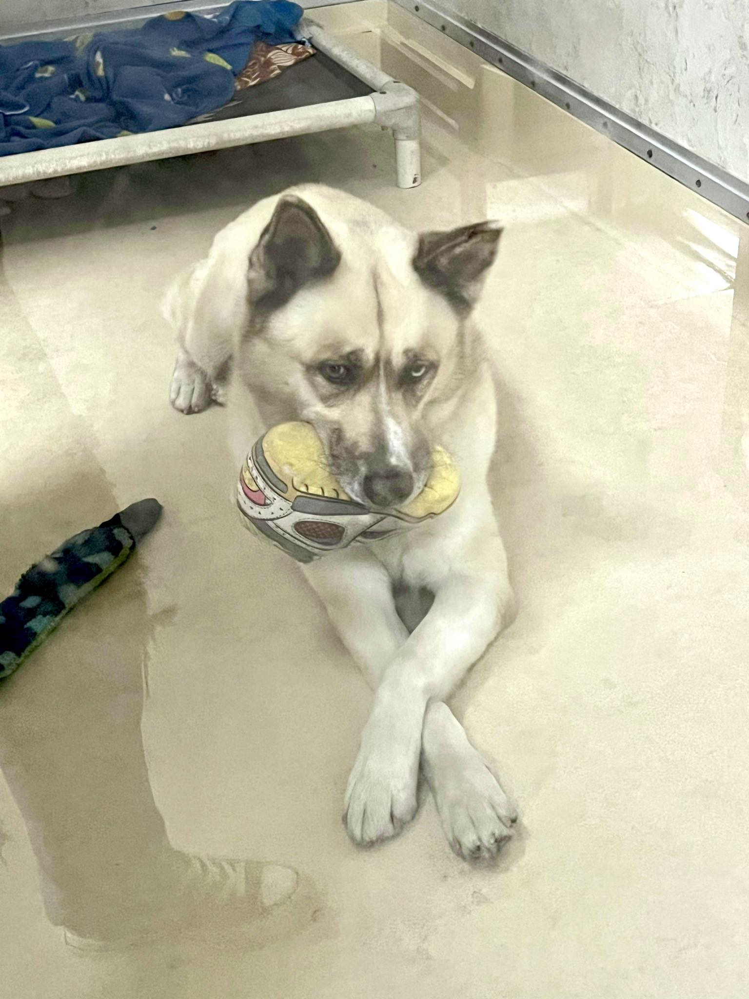 Sitka, a Adoptable mixed breed in Visalia, CA image 6/9