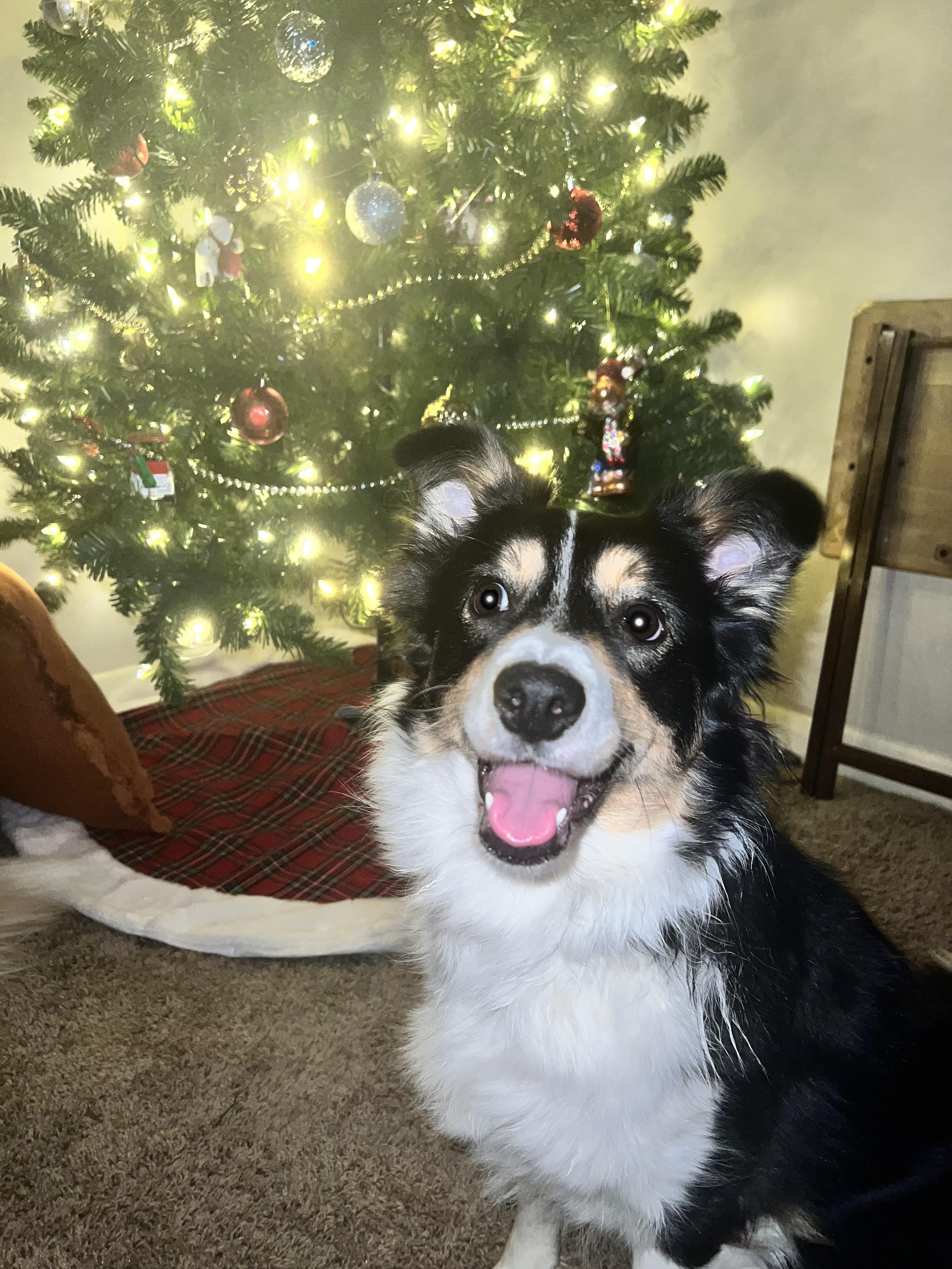 Pippa Jean and Major, a ADOPTABLE Border Collie in Seymour, IN image 2/5