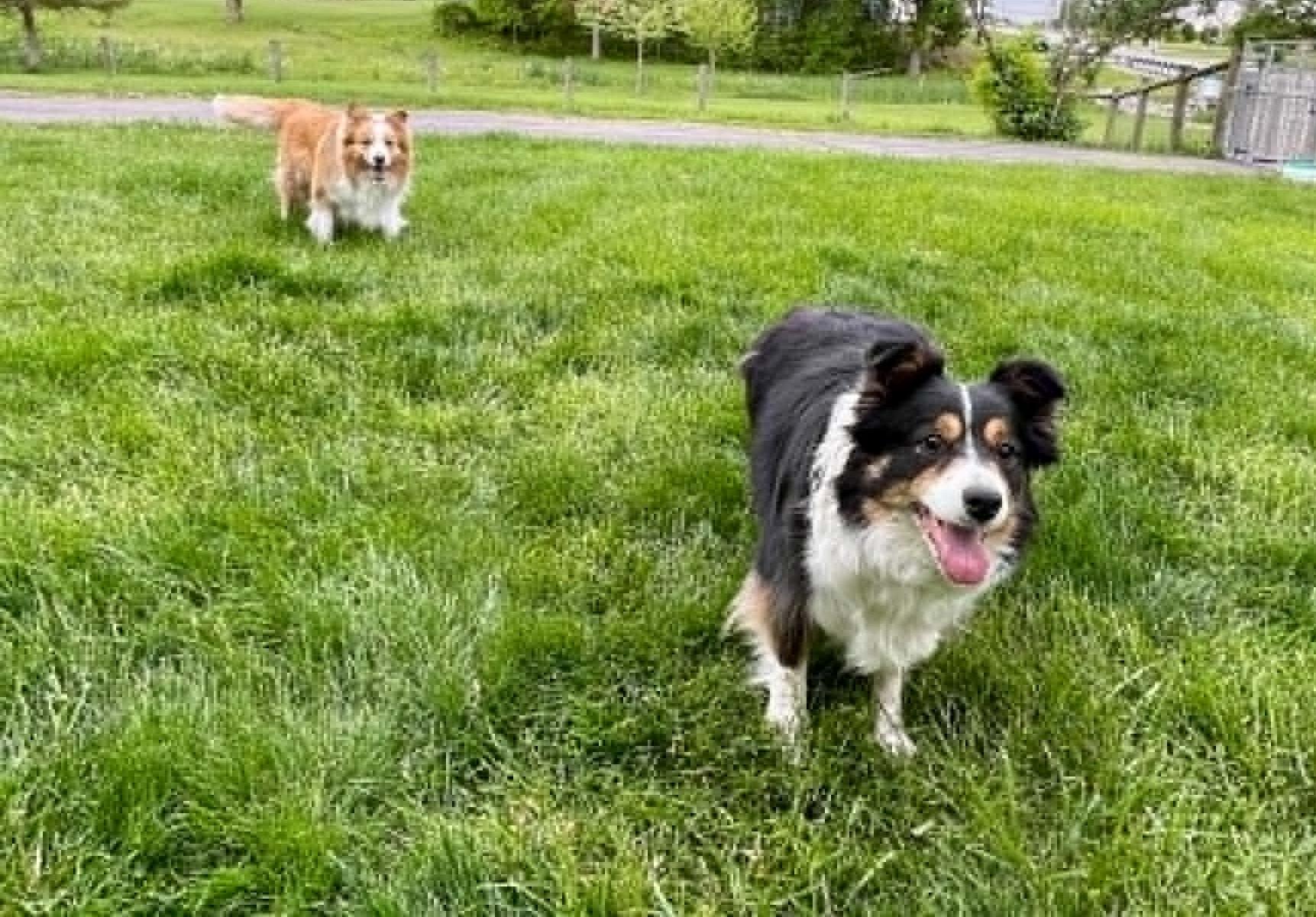 Pippa Jean and Major, a ADOPTABLE Border Collie in Seymour, IN image 1/5