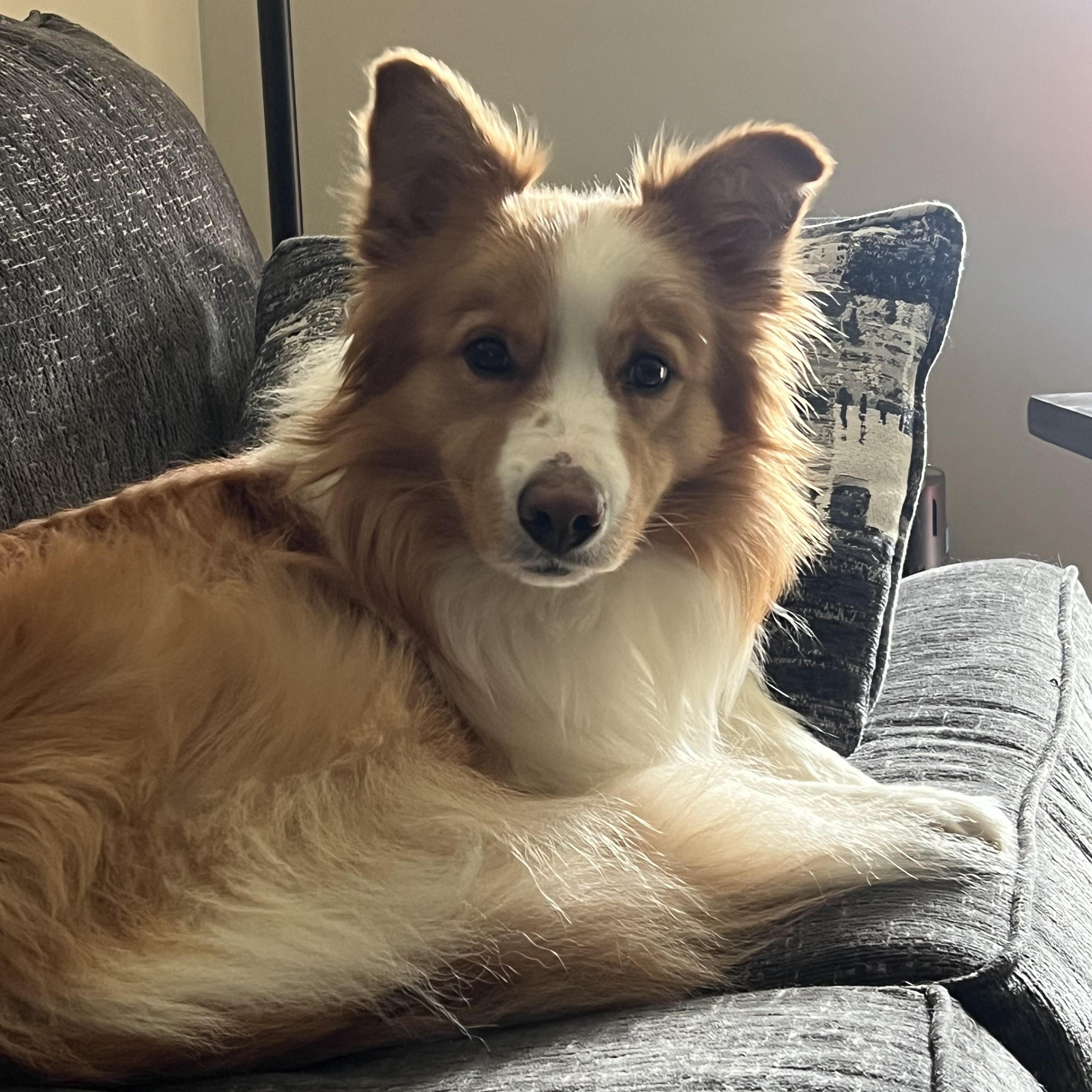 Pippa Jean and Major, a ADOPTABLE Border Collie in Seymour, IN image 5/5