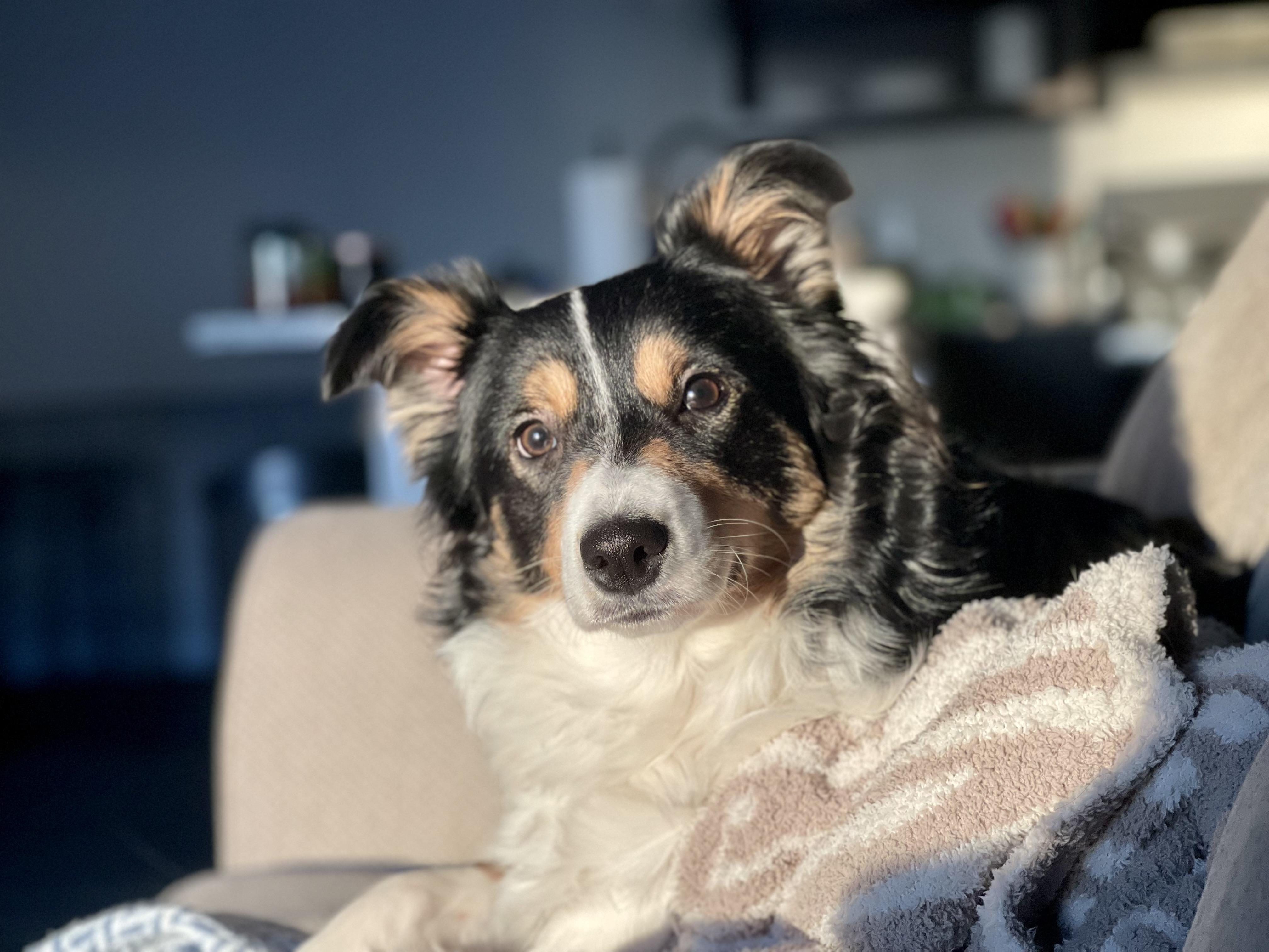 Pippa Jean and Major, a ADOPTABLE Border Collie in Seymour, IN image 3/5