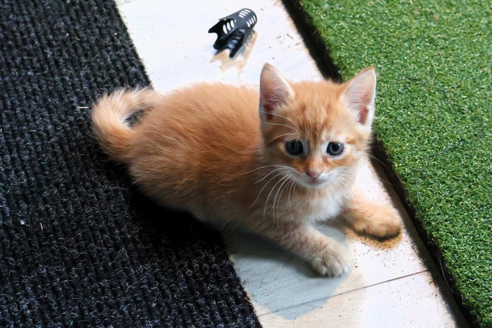 Enlarge Cornbread, a Adoptable Domestic Short Hair in Mount Pleasant, SC image 1/3