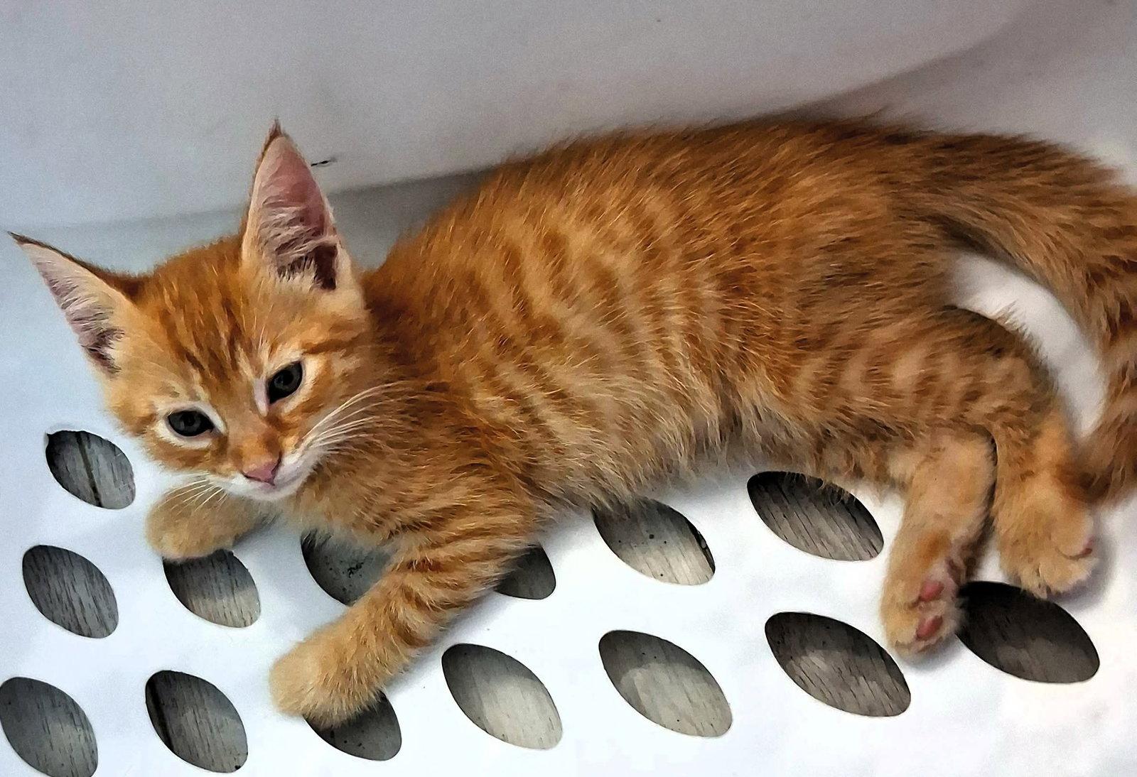 Enlarge Cornbread, a Adoptable Domestic Short Hair in Mount Pleasant, SC image 2/3