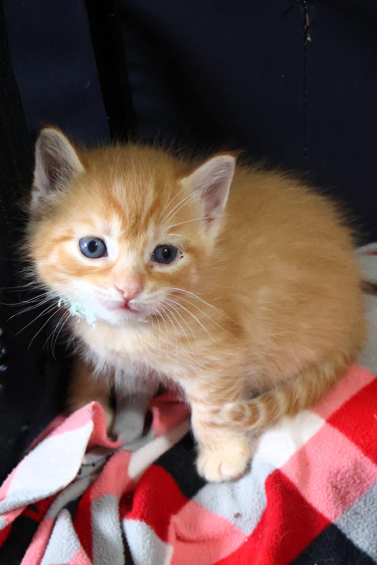 Enlarge Cornbread, a Adoptable Domestic Short Hair in Mount Pleasant, SC image 3/3