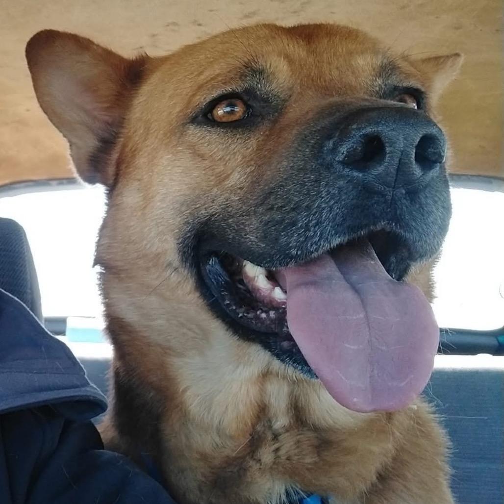 Enlarge Durham, a Adoptable mixed breed in Spring Hill, KS image 1/3