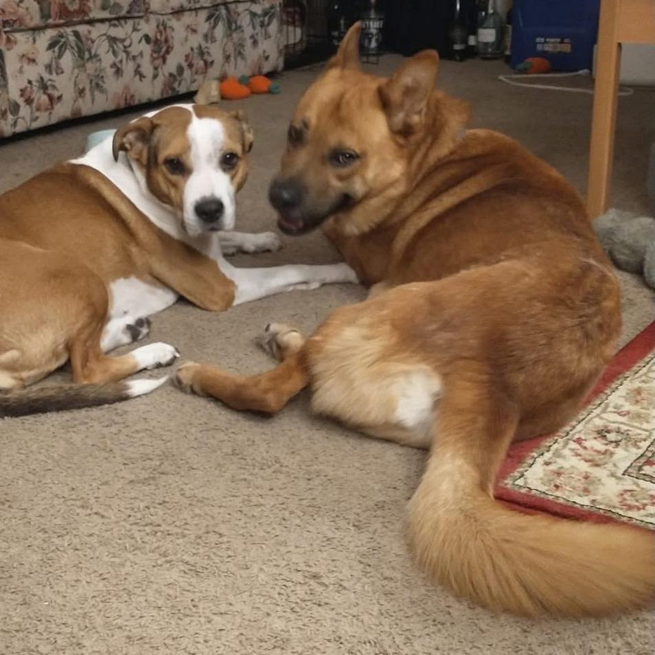 Enlarge Durham, a Adoptable mixed breed in Spring Hill, KS image 2/3