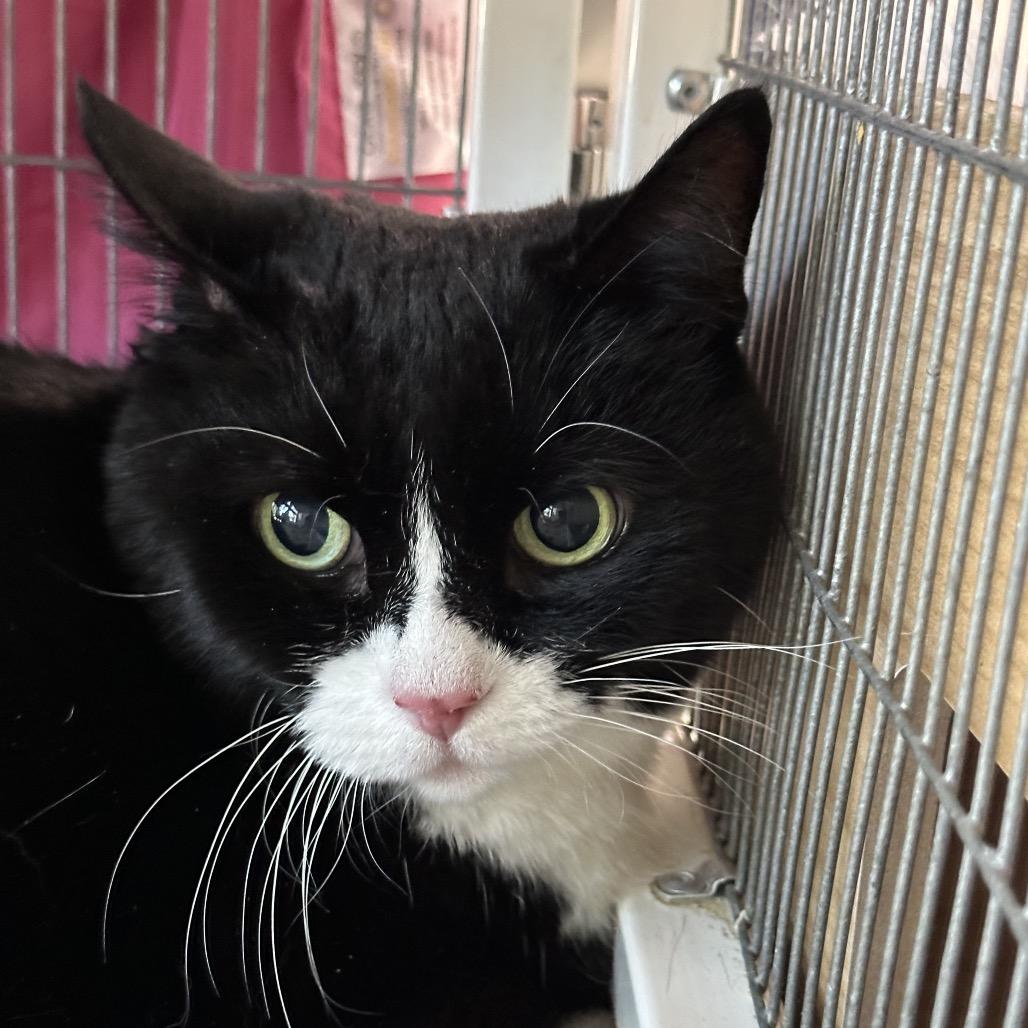 Enlarge Mushi, a Adoptable Domestic Short Hair in Hampton Bays, NY image 1/5