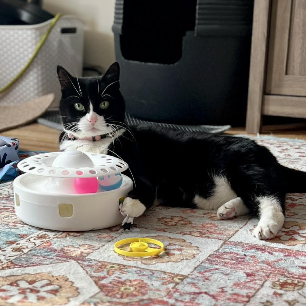 Enlarge Mushi, a Adoptable Domestic Short Hair in Hampton Bays, NY image 2/5