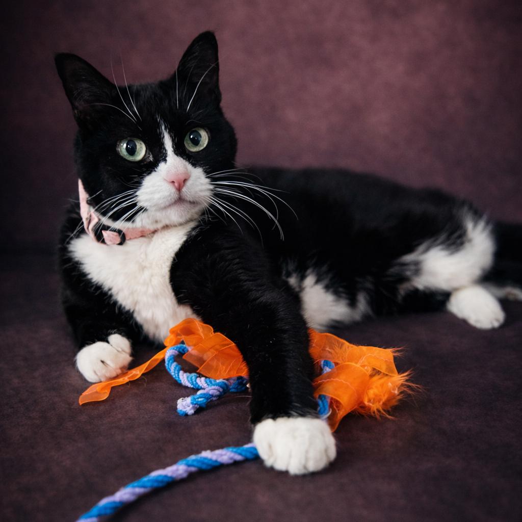 Enlarge Mushi, a Adoptable Domestic Short Hair in Hampton Bays, NY image 3/5