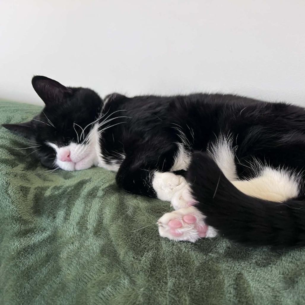 Enlarge Mushi, a Adoptable Domestic Short Hair in Hampton Bays, NY image 5/6