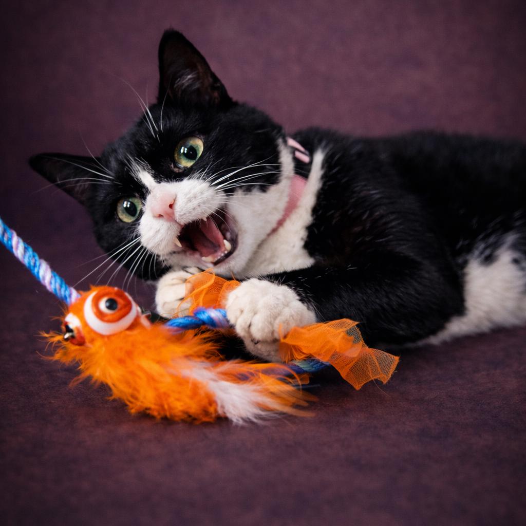 Enlarge Mushi, a Adoptable Domestic Short Hair in Hampton Bays, NY image 5/5