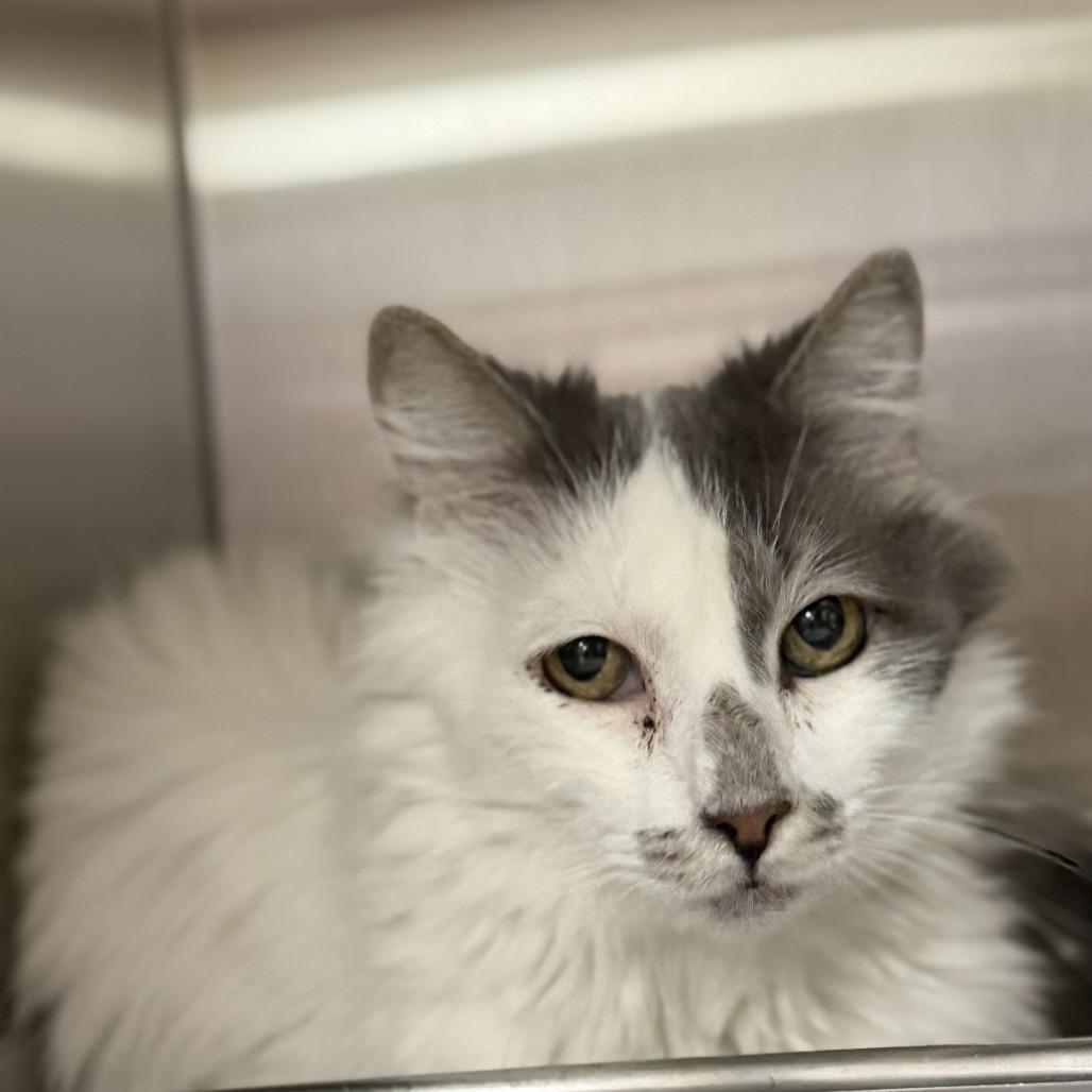 Maxine, Adoptable, Senior Female Domestic Medium Hair & Domestic Short Hair.