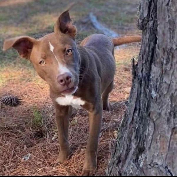 Heavenly, a Adoptable Mixed Breed in East Hanover, NJ image 1/4