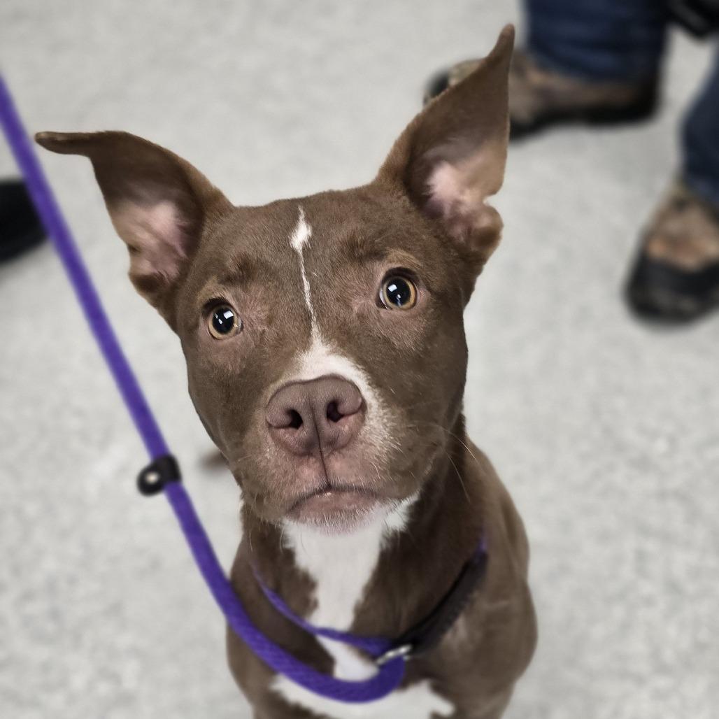 Heavenly, a Adoptable Mixed Breed in East Hanover, NJ image 3/4