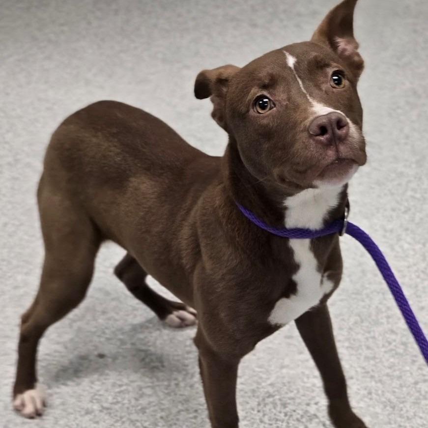 Heavenly, a Adoptable Mixed Breed in East Hanover, NJ image 4/4