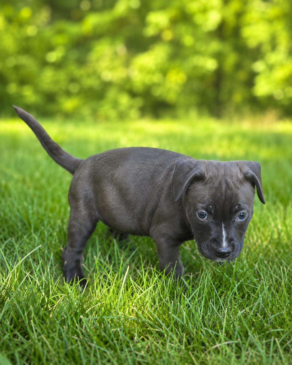 Enlarge Misty, a ADOPTABLE mixed breed in Union Grove, WI image 3/4