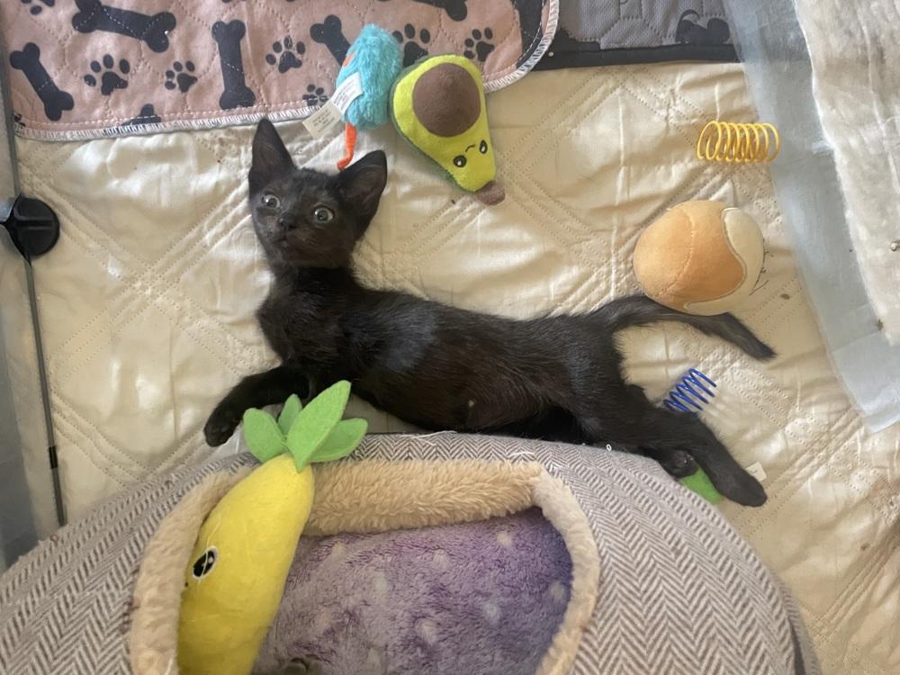 Noodle, Adopted, Kitten Female Domestic Short Hair.