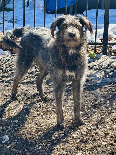 LACEY GIRL, ADOPTABLE, Young Female Irish Wolfhound.