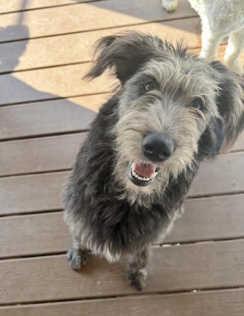 LACEY GIRL, a ADOPTABLE Irish Wolfhound in Port Elizabeth, NJ image 3/3