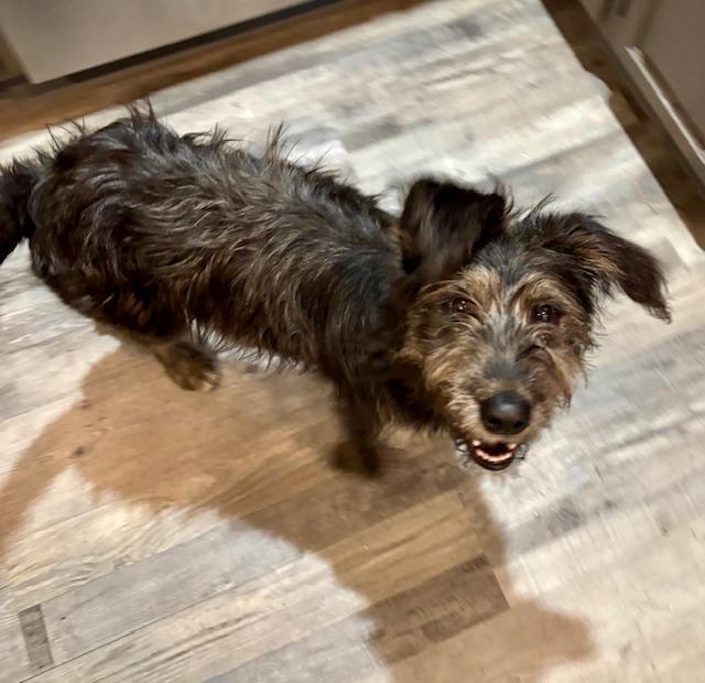 Lacey Girl thumbnail 3